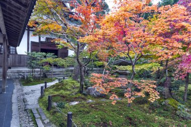 Sonbahar sırasında Japon kırmızı akçaağaç ağaç bahçe Enkoji Tapınağı: Kyoto, Japan