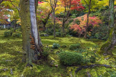 Mantar Kyoto Japon bahçesi sonbahar sırasında ağaç kabuğu üzerinde büyümek