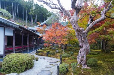 Sonbahar sırasında Japon kırmızı akçaağaç ağaç bahçe Enkoji Tapınağı: Kyoto, Japan