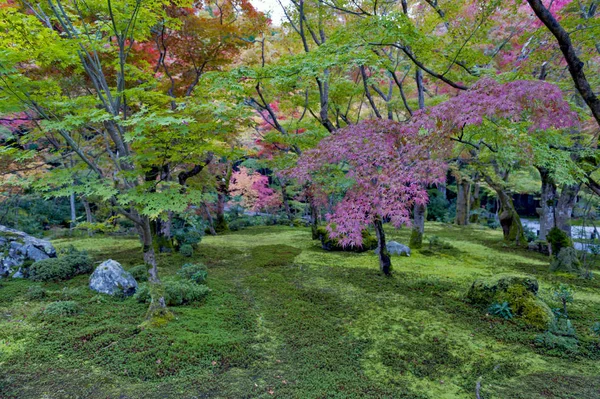 Folhagem exuberante de ácer japonês durante o outono em um jardim em Kyoto, Japão — Fotografia de Stock