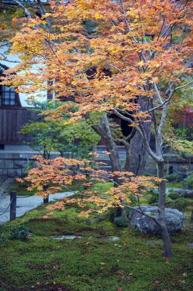 Bujnych liści klon japoński drzewa jesienią w ogrodzie w Kioto, Japonia — Zdjęcie stockowe