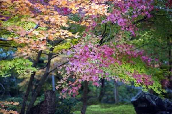 Exuberante follaje de arce japonés durante el otoño en un jardín en Kyoto, Japón —  Fotos de Stock