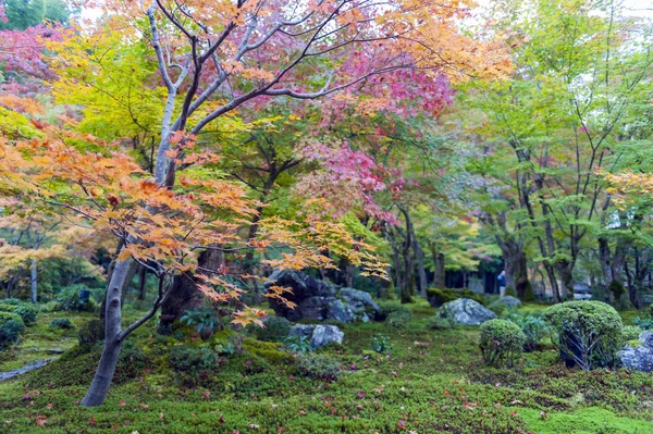 Japanilaisen vaahteran lehvistö syksyllä puutarhassa Kiotossa, Japanissa — kuvapankkivalokuva