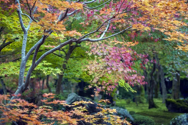 枝叶繁茂的日本槭树在秋天期间在日本京都花园 — 图库照片