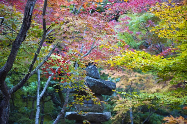 Japoński klon jesienią w ogrodzie w Kioto, Japonia — Zdjęcie stockowe