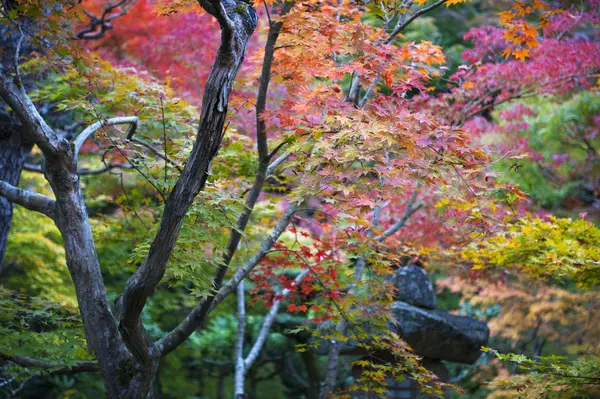 Folhagem exuberante de ácer japonês durante o outono em um jardim em Kyoto, Japão — Fotografia de Stock