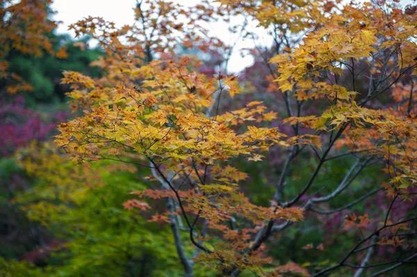 Fogliame lussureggiante di acero giapponese durante l'autunno in un giardino a Kyoto, Giappone — Foto Stock