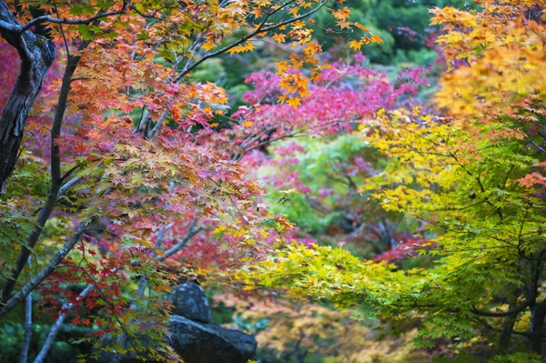 Lush foliage of Japanese maple tree during autumn in a garden in Kyoto, Japan — Stock Photo, Image