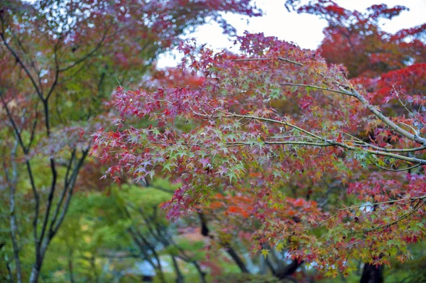 Folhagem exuberante de ácer japonês durante o outono em um jardim em Kyoto, Japão — Fotografia de Stock