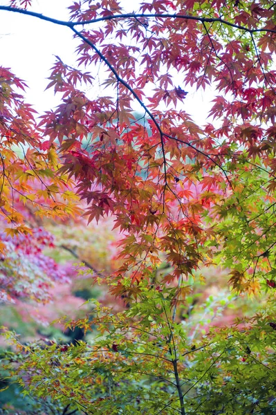 Weelderig loof van Japanse esdoorn-boom in de herfst in een tuin in Kyoto, Japan — Stockfoto