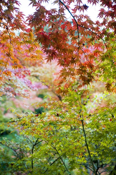 Fogliame lussureggiante di acero giapponese durante l'autunno in un giardino a Kyoto, Giappone — Foto Stock