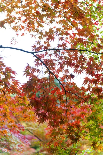 Fogliame lussureggiante di acero giapponese durante l'autunno in un giardino a Kyoto, Giappone — Foto Stock