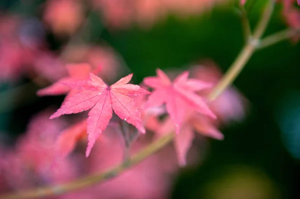 Nieostrość zbliżenie czerwony japoński klon pozostawia w ogrodzie jesienią — Zdjęcie stockowe