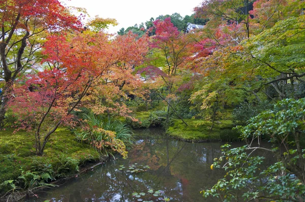 Frodig grönska från japansk lönnträd under hösten i en trädgård i Kyoto, Japan — Stockfoto