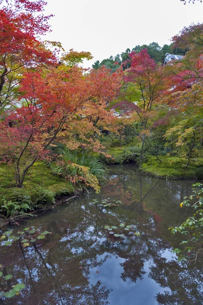 Weelderig loof van Japanse esdoorn-boom in de herfst in een tuin in Kyoto, Japan — Stockfoto