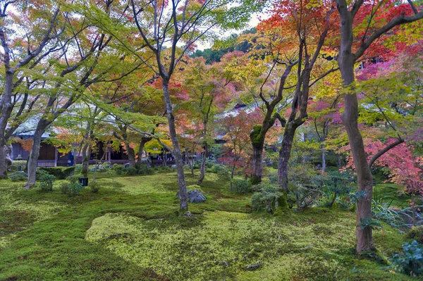 Japanse rode esdoorn-boom in het najaar in tuin bij Enkoji tempel in Kyoto, Japan — Stockfoto