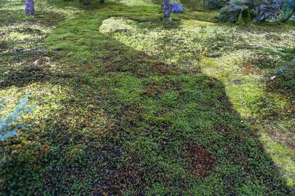 Garden ground covered by green star moss texture background — Stock Photo, Image