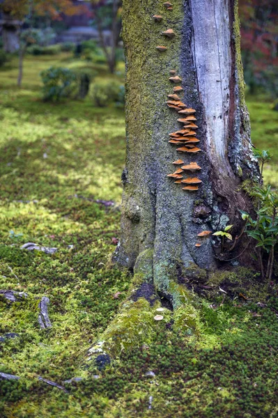 Mushrooms grow on tree bark during autumn in Japanese garden in Kyoto — Stock Photo, Image