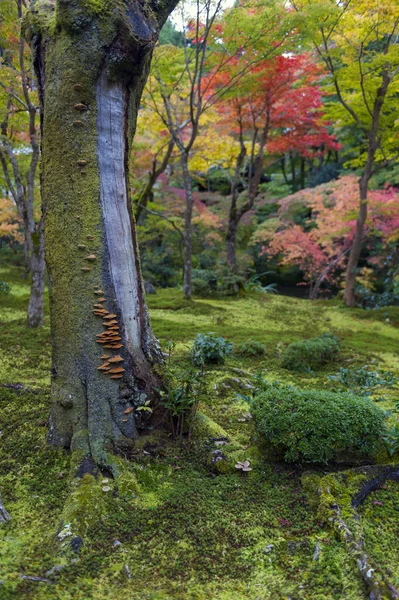 Paddestoelen groeien op boomschors in de herfst in Japanse tuin in Kyoto — Stockfoto