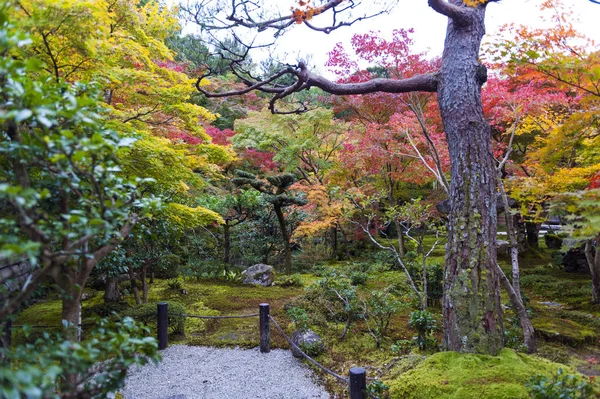 Japanischer roter Ahornbaum im Herbst im Garten des Enkoji-Tempels in Kyoto, Japan — Stockfoto