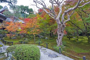 Sonbahar sırasında Japon kırmızı akçaağaç ağaç bahçe Enkoji Tapınağı: Kyoto, Japan