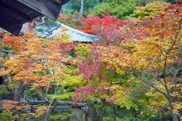 Feuillage luxuriant d'érable japonais en automne dans un jardin à Kyoto, Japon — Photo