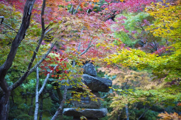 Japansk lönnträd under hösten i en trädgård i Kyoto, Japan — Stockfoto