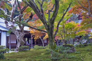 Sonbahar sırasında Japon kırmızı akçaağaç ağaç bahçe Enkoji Tapınağı: Kyoto, Japan