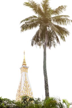 Hindistan cevizi hurma ağacı, Tapınak, Phra ki Phanom Stupa, en önemli Theravada Budist yapı bölge içeren Buda'nın meme kemik, kuzeydoğu Tayland Nakhon Phanom ilinde bulunan