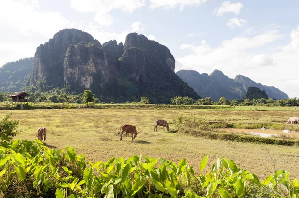 Vang Vieng, popüler turistik tatil beldesi Lao Demokratik Halk Cumhuriyeti içinde kalker Dağları.