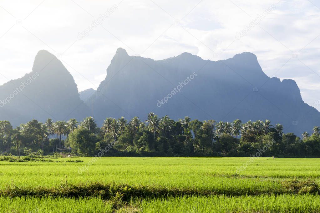 Green rice paddy field and limestone mountains in Vang Vieng, popular tourist resort town in Lao PDR.