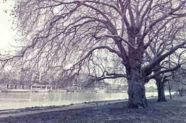 Büyük ağaçlar Riverside Walk in Thames Nehri tarafından mavna yürümek Park içinde Kingston upon Thames, İngiltere, tek renkli vintage tarzı atış mesire