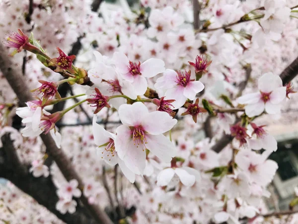 Kersenbloesem of Sakura Bloemen in de tuin — Stockfoto