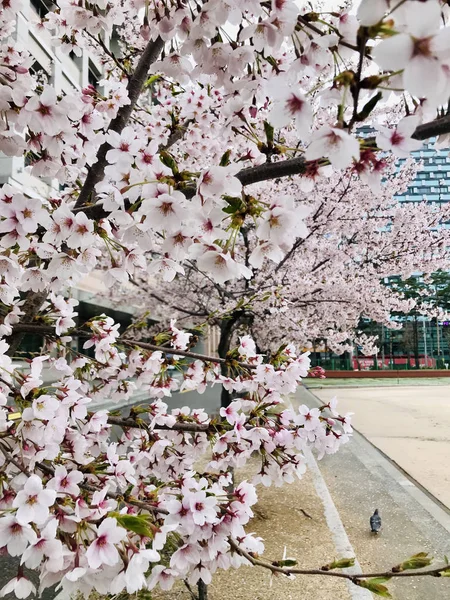 Kersenbloesem of Sakura Bloemen in de tuin — Stockfoto