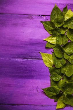 bahar yeşil yaprakları ahşap arka planda mor.