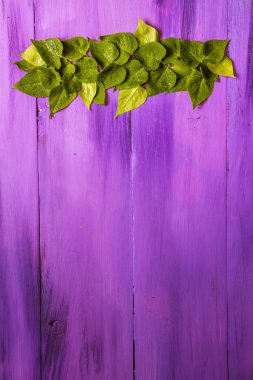 bahar yeşil yaprakları ahşap arka planda mor.