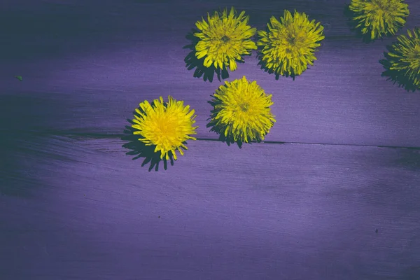 Yellow spring flowers of dandelions on a wooden background of purple.