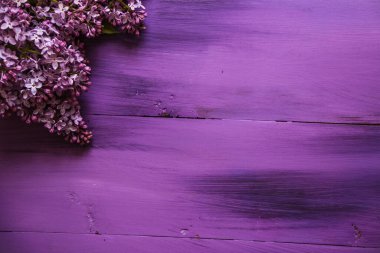 Ahşap, mor arka planda bahar leylağı.