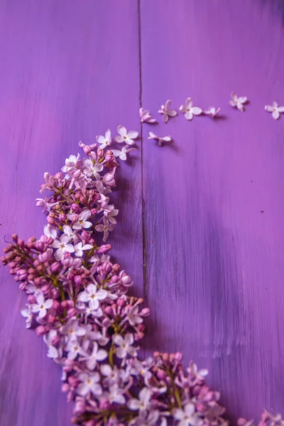 Весняний Бузковий Дерев Яному Фіолетовому Фоні — стокове фото