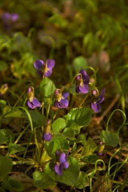 Bahar çiçekleri. Menekşeler yakın plan.