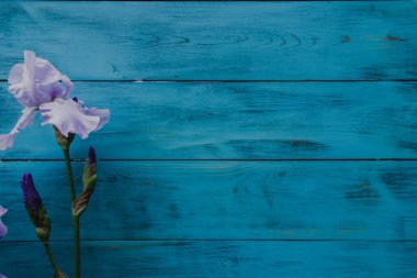 Ahşap bir turkuaz arka planda Iris çiçeği