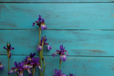 Ahşap bir turkuaz arka planda Iris çiçeği