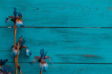 Ahşap bir turkuaz arka planda Iris çiçeği