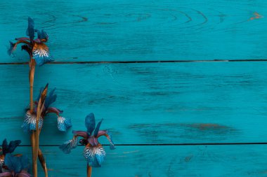 Ahşap bir turkuaz arka planda Iris çiçeği