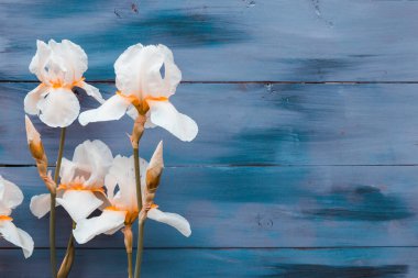 Ahşap bir turkuaz arka planda Iris çiçeği