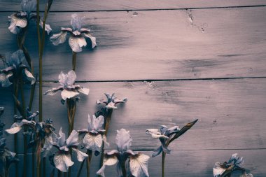 Ahşap menekşe arkaplanda bir gül çiçeği