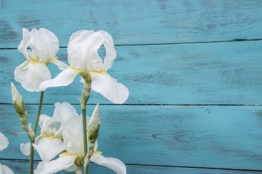 Ahşap bir turkuaz arka planda Iris çiçeği