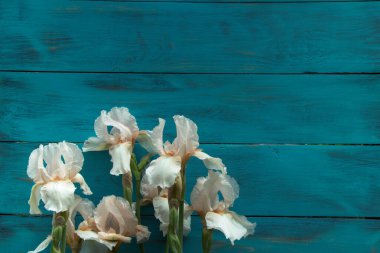 Ahşap bir huş ağacının arka planında Iris çiçeği