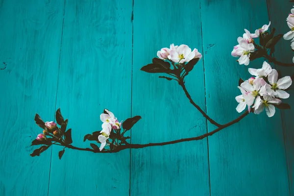 Ein Blühender Apfelbaumzweig Auf Einem Türkisfarbenen Holzhintergrund — Stockfoto