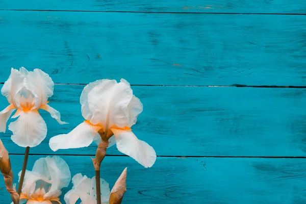 Iris Blume Auf Einem Türkisfarbenen Hintergrund — Stockfoto